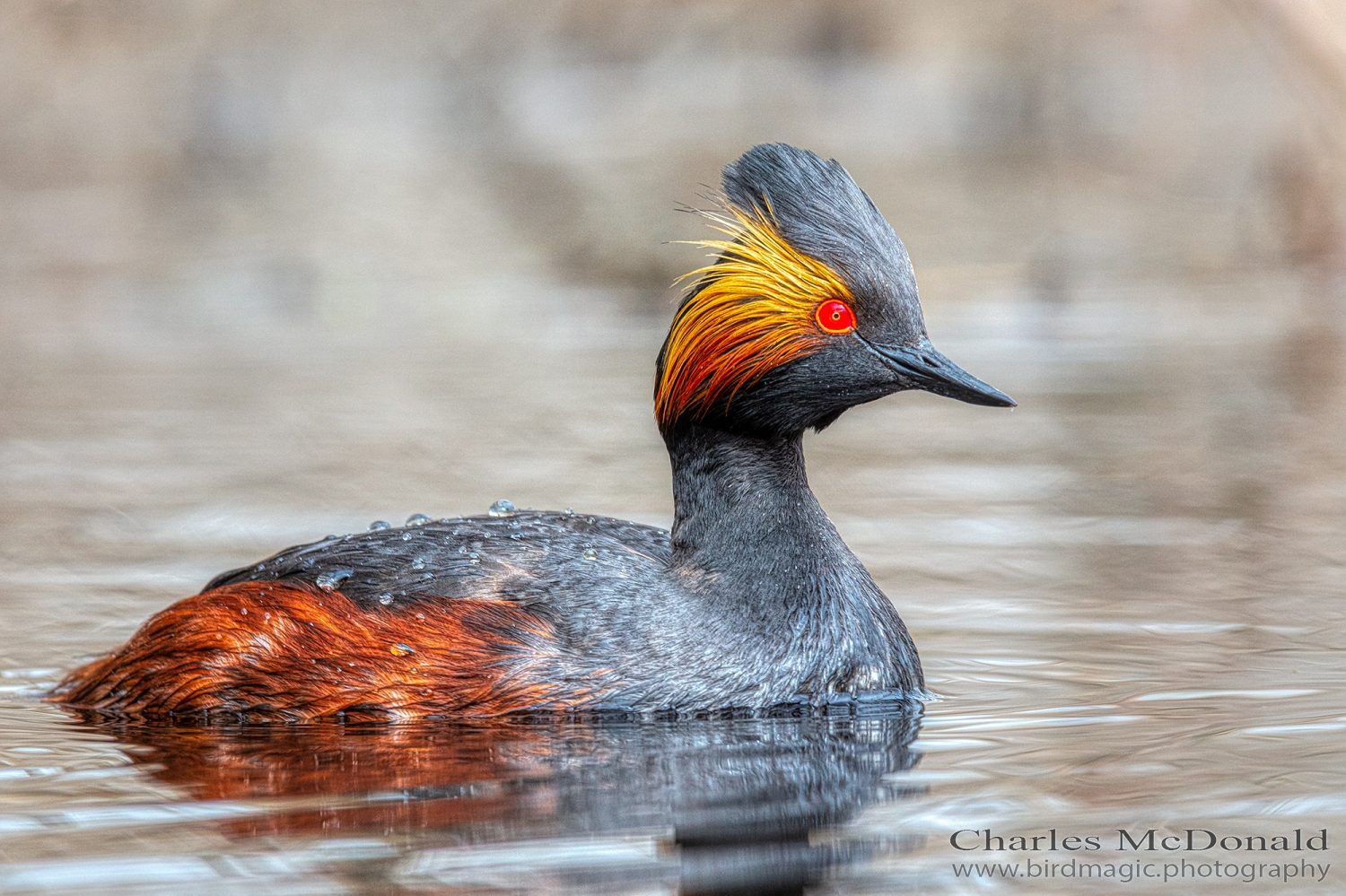 Eared Grebe