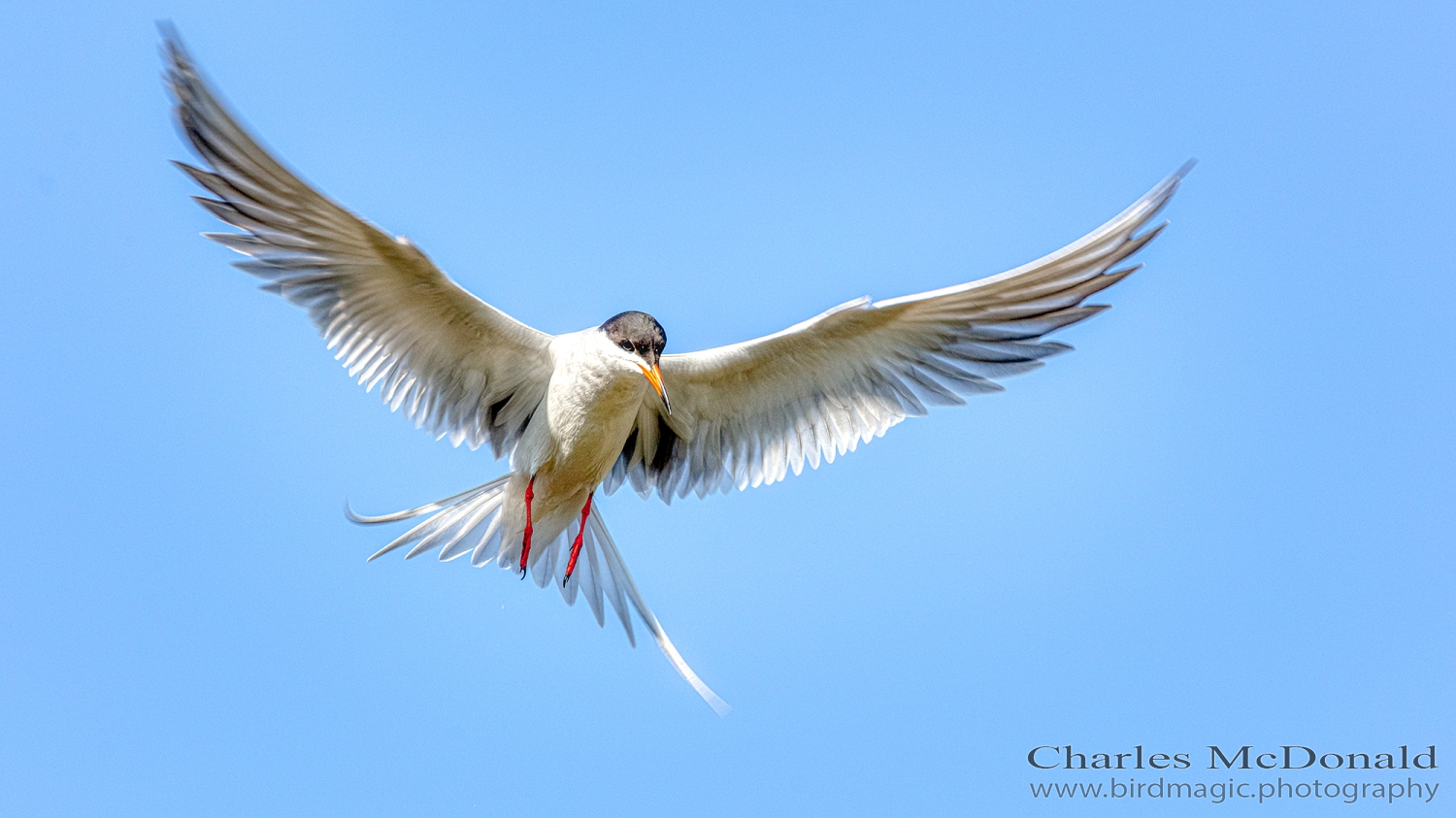 Common Tern