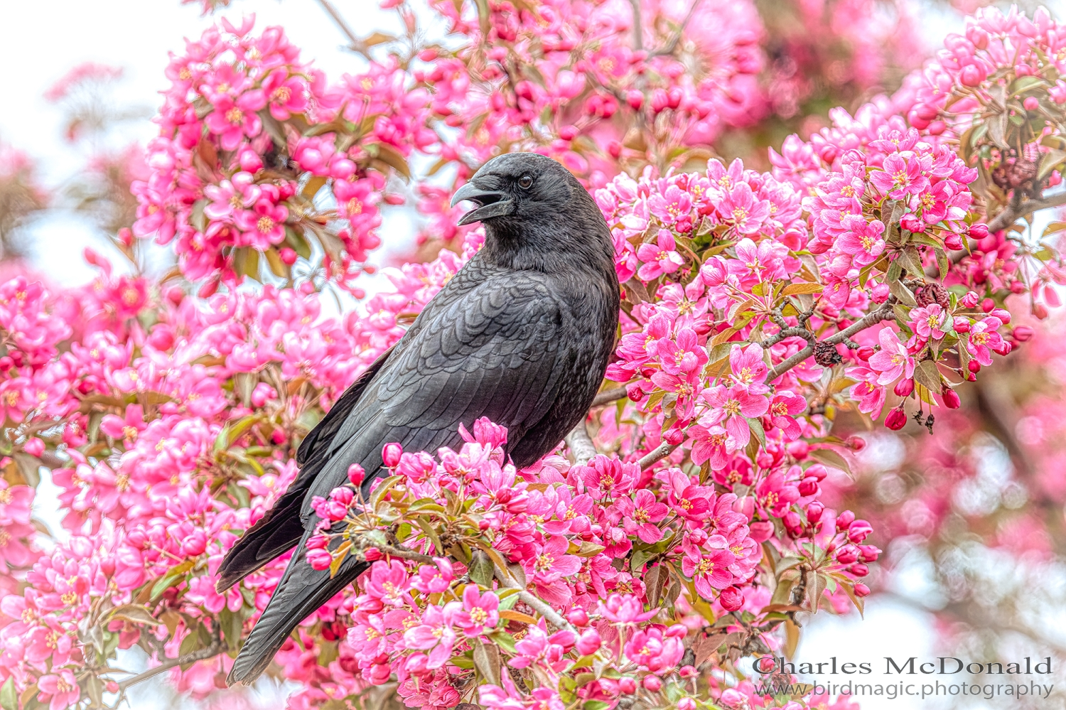 American Crow