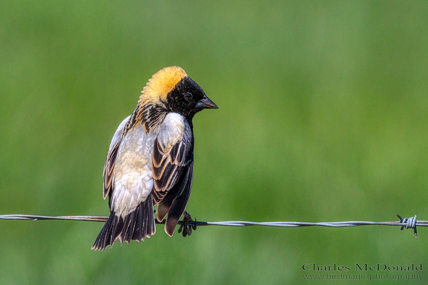 Bobolink