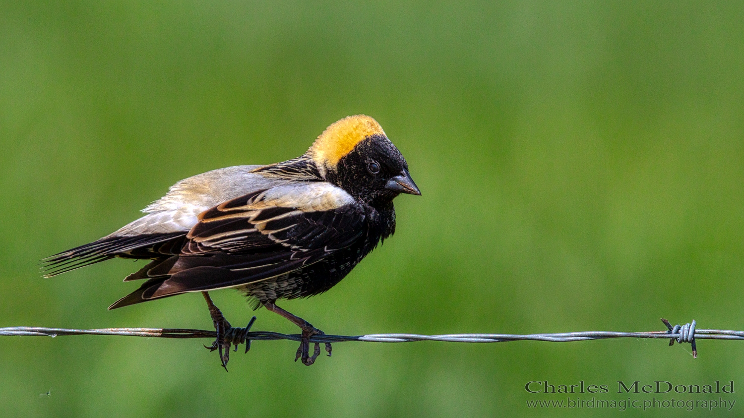 Bobolink