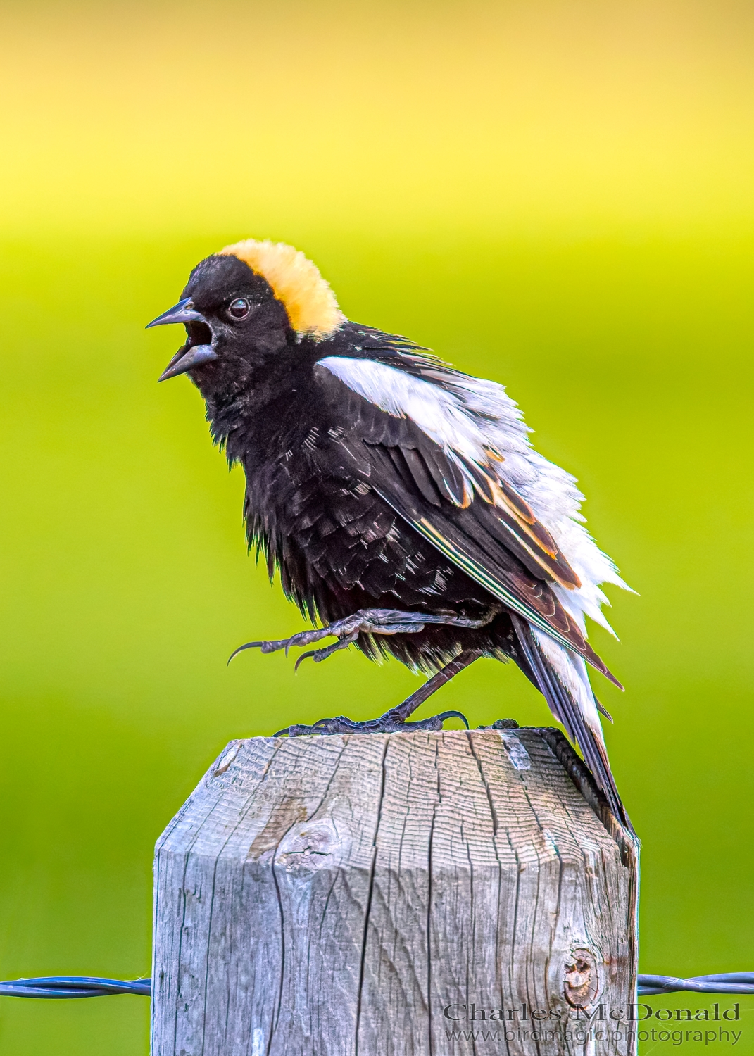 Bobolink