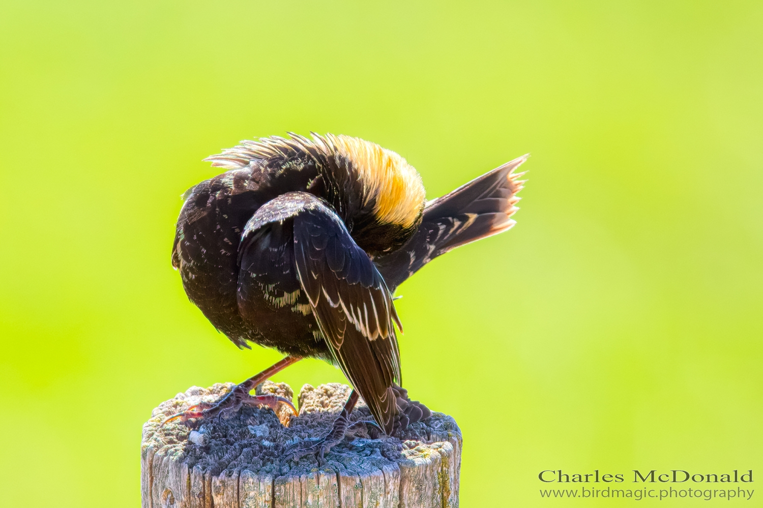 Bobolink