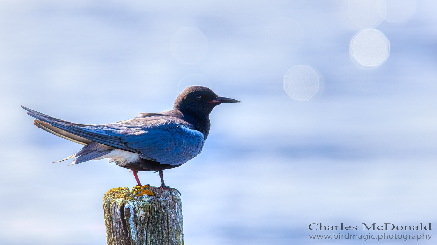 Black Tern