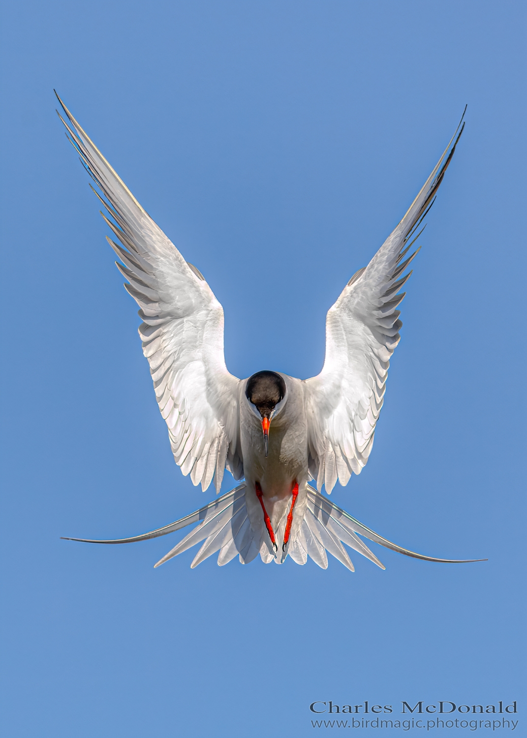 Common Tern