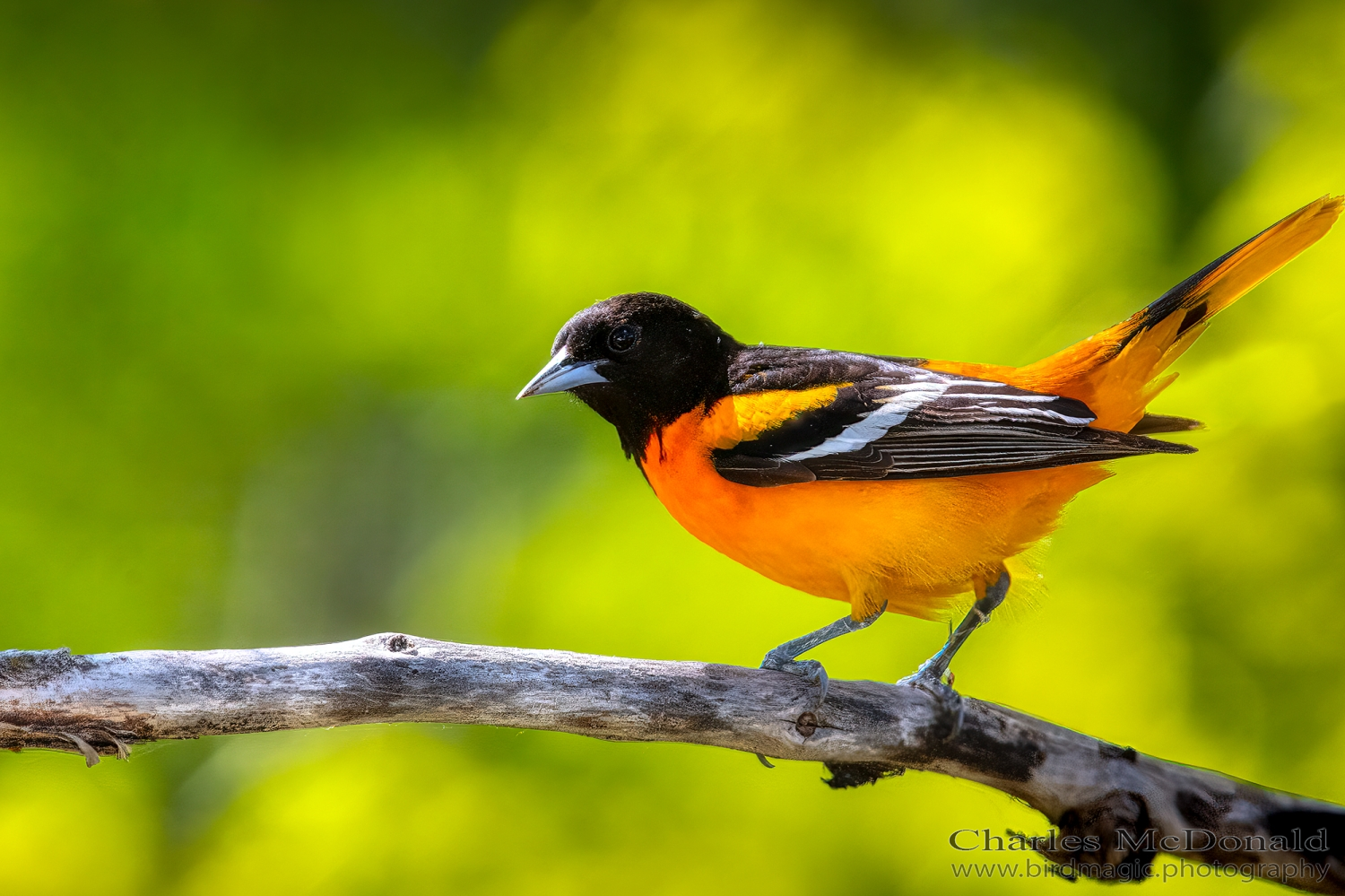 Baltimore Oriole