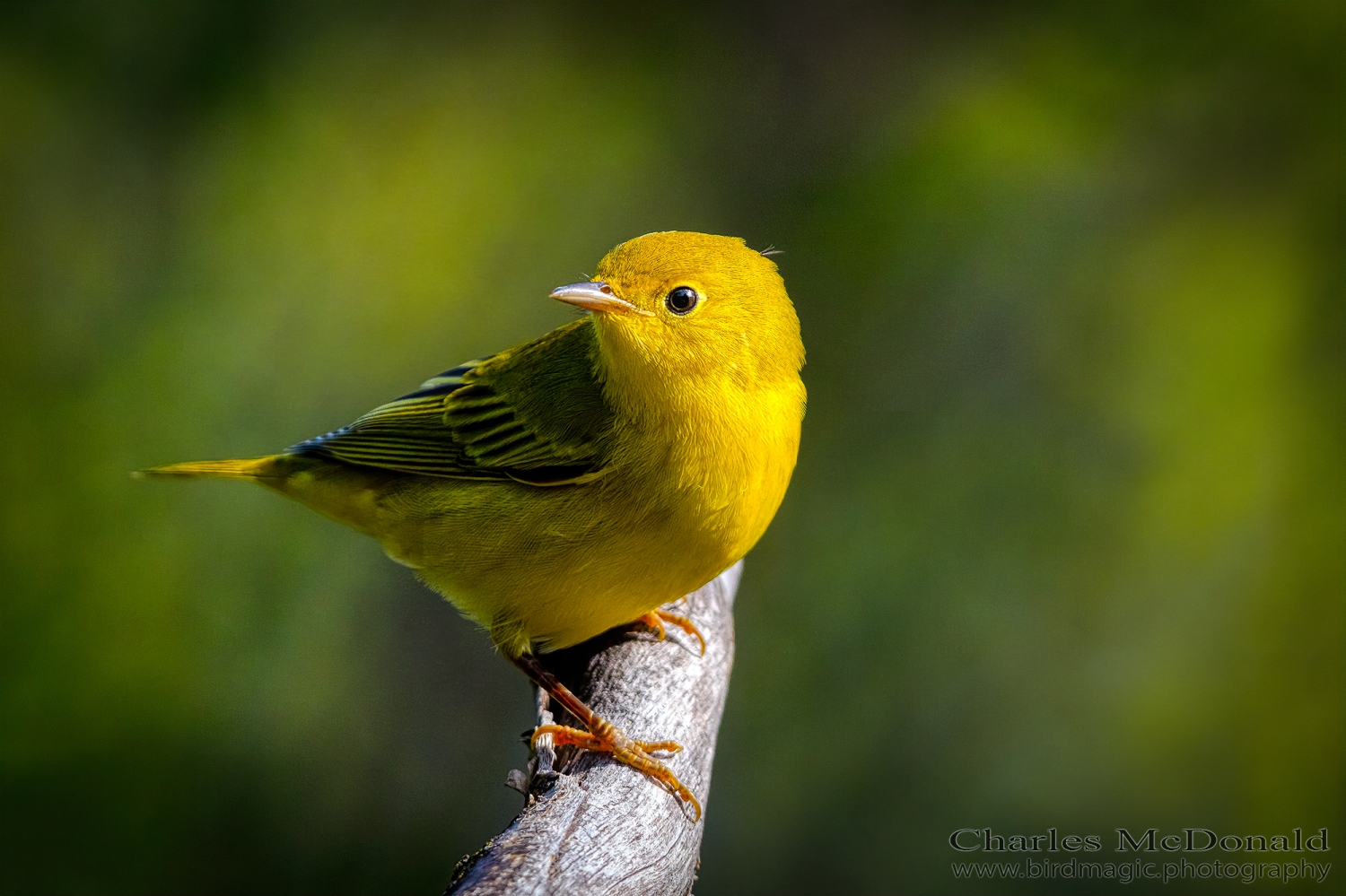 Yellow Warbler