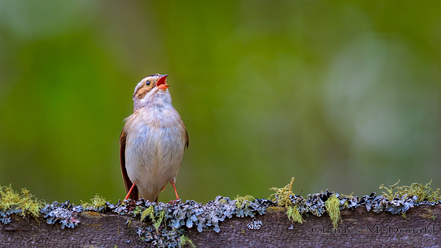 Clay-colored Sparrow