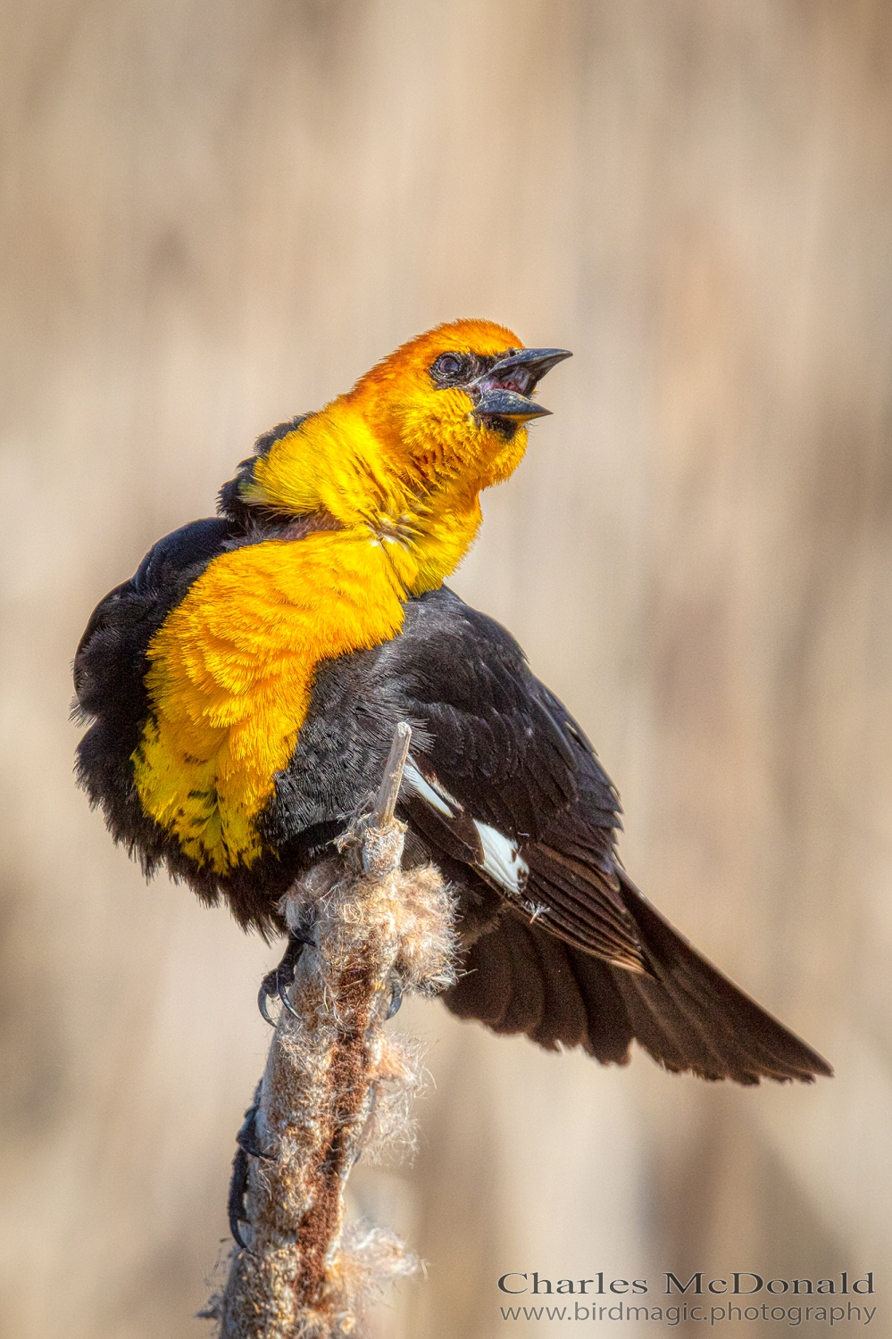 Yellow-headed Blackbird