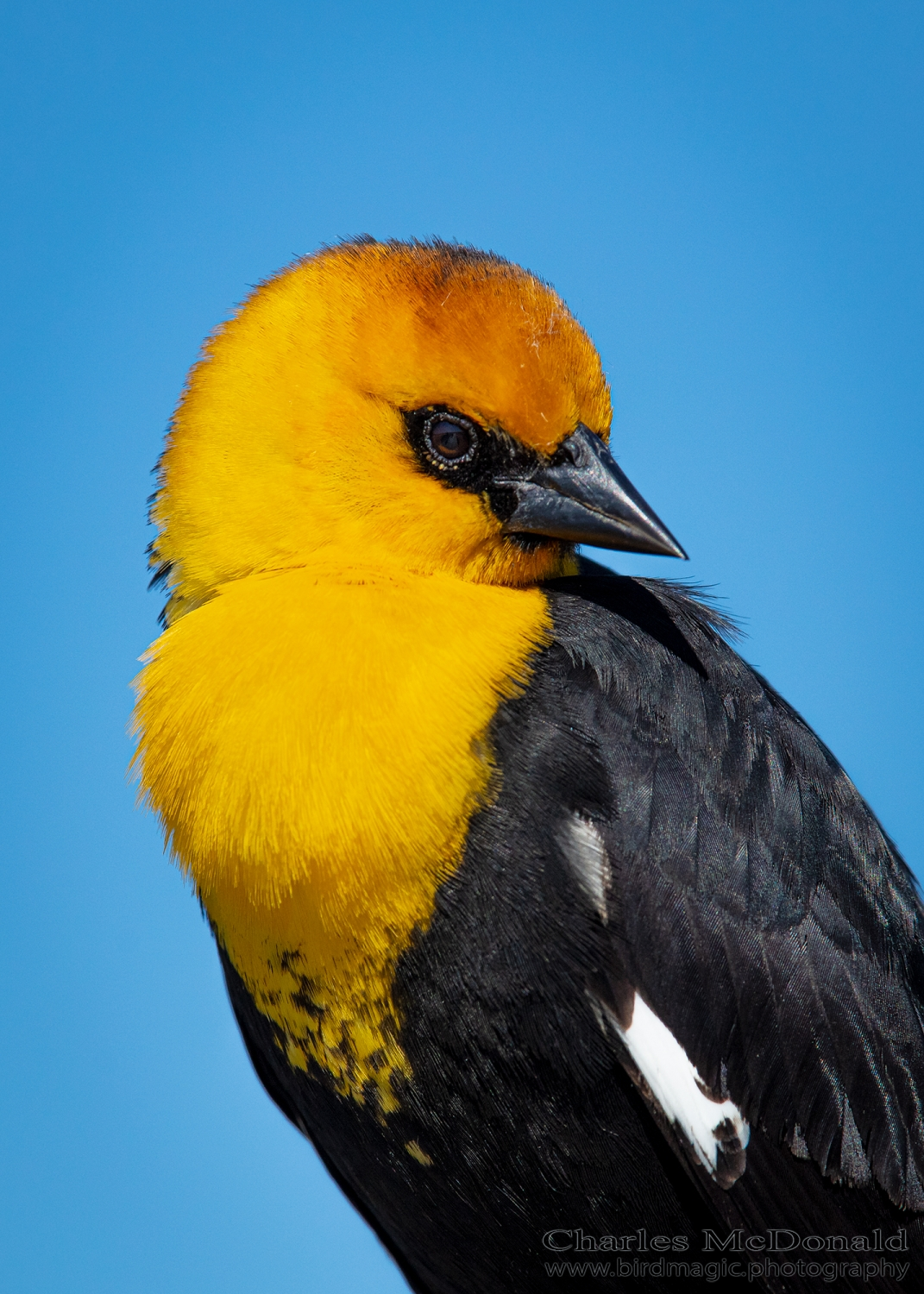 Yellow-headed Blackbird