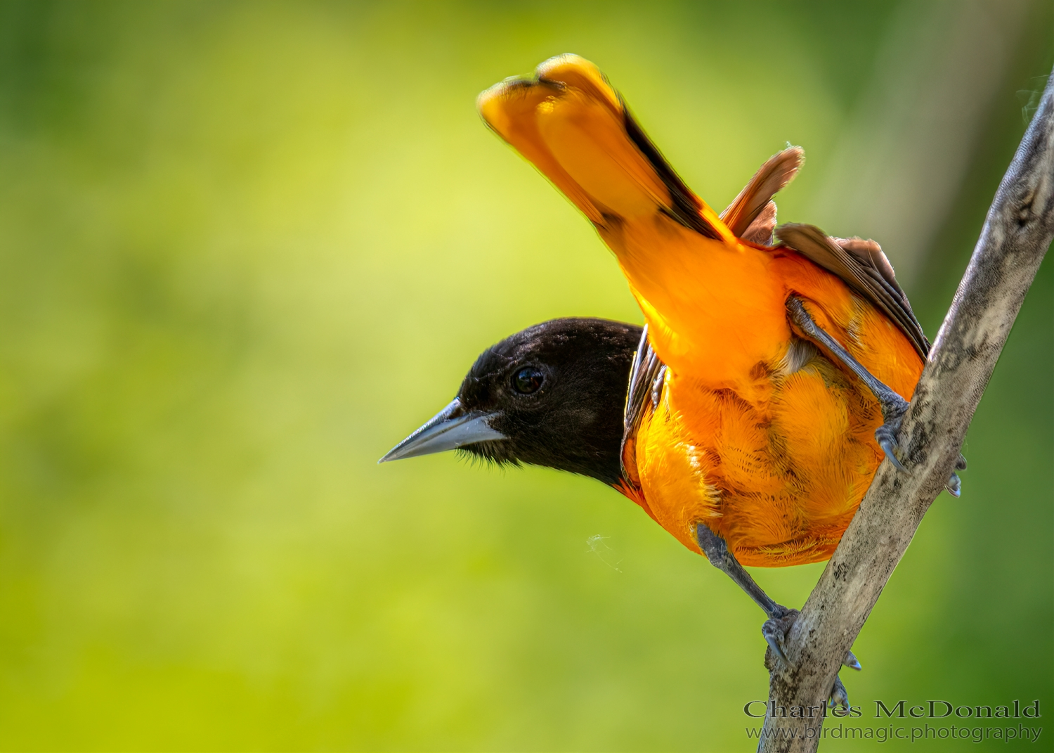 Baltimore Oriole