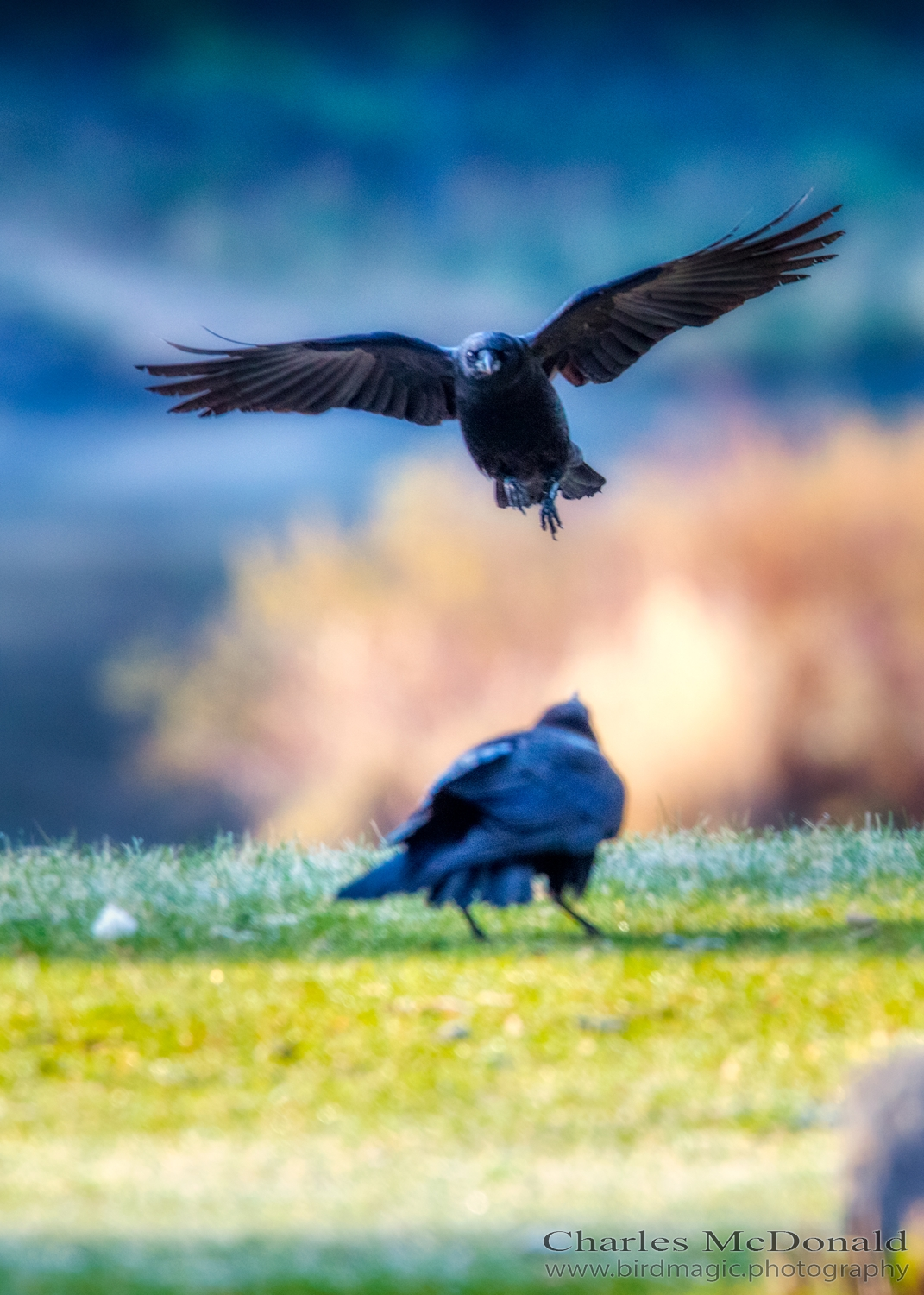 American Crow