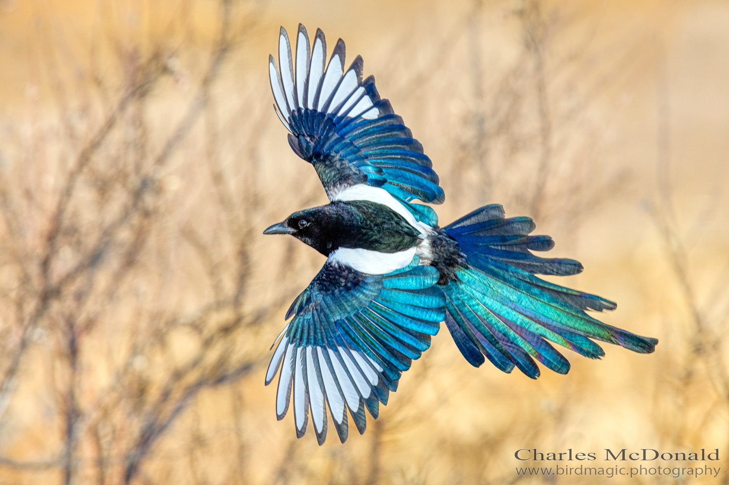 Black-billed Magpie