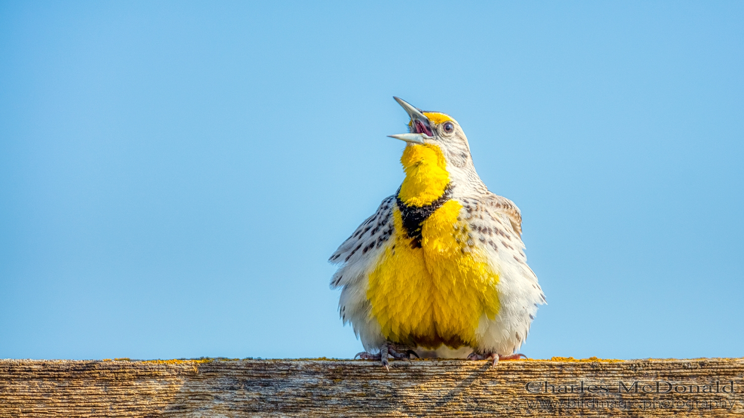 Western Meadowlark