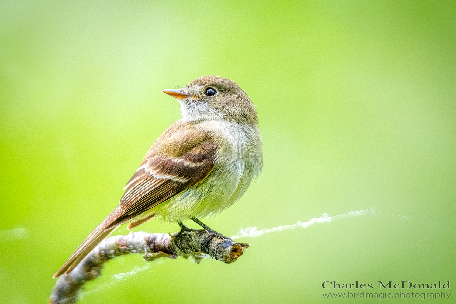 Alder Flycatcher