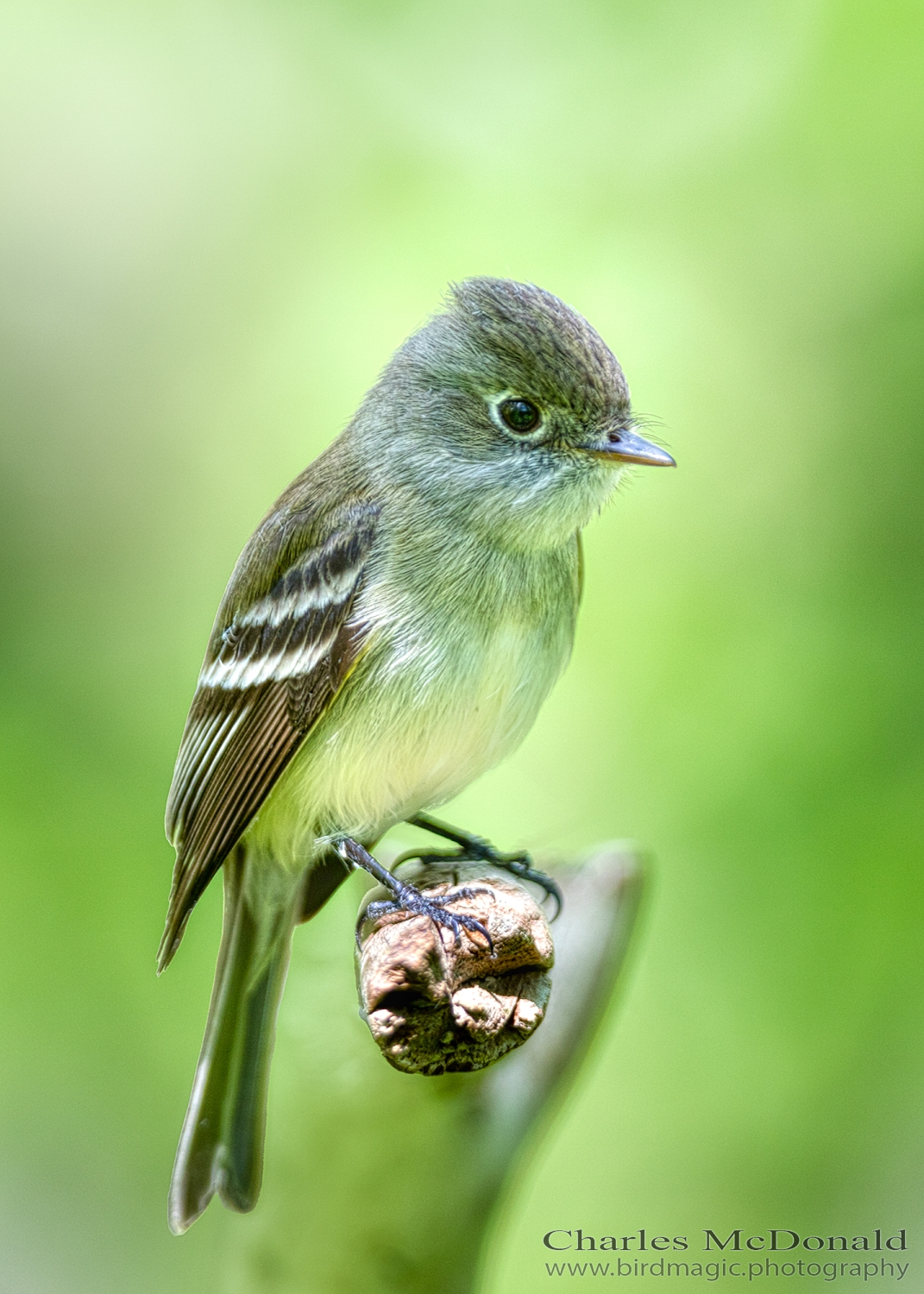 Least Flycatcher