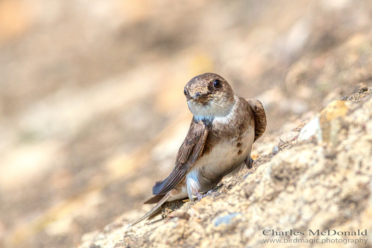 Bank Swallow