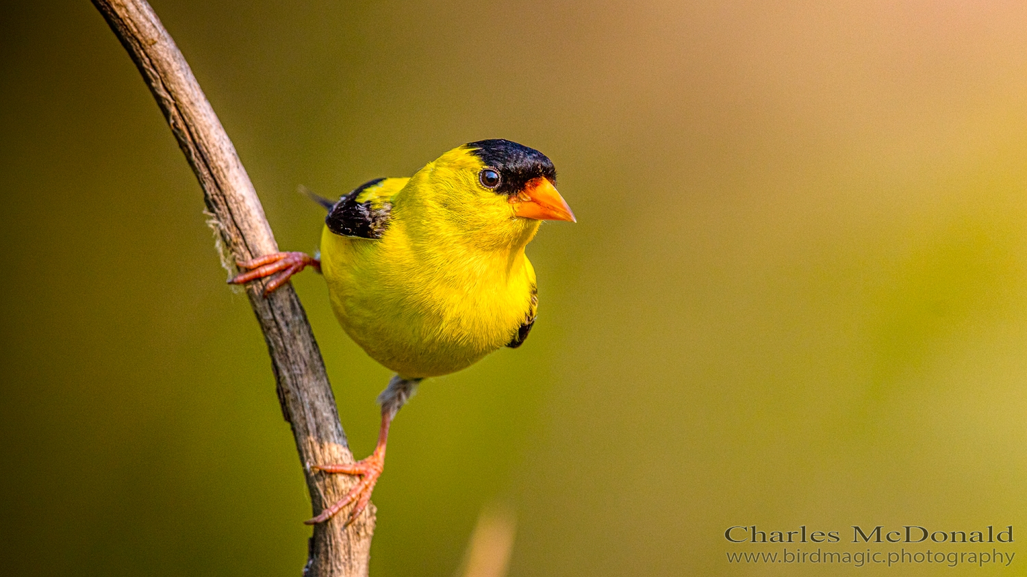 American Goldfinch