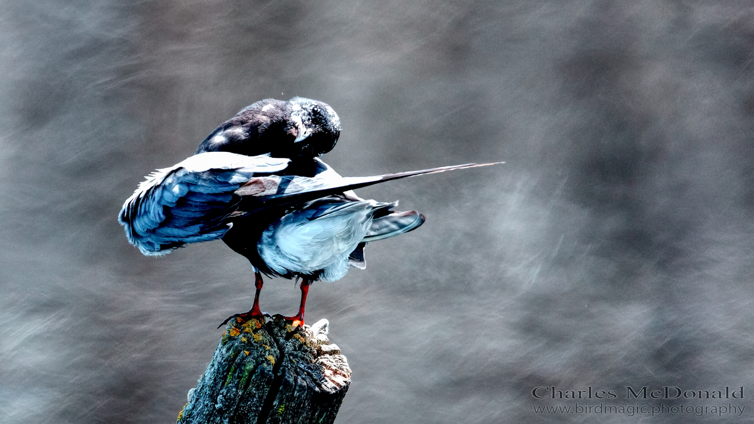 Black Tern