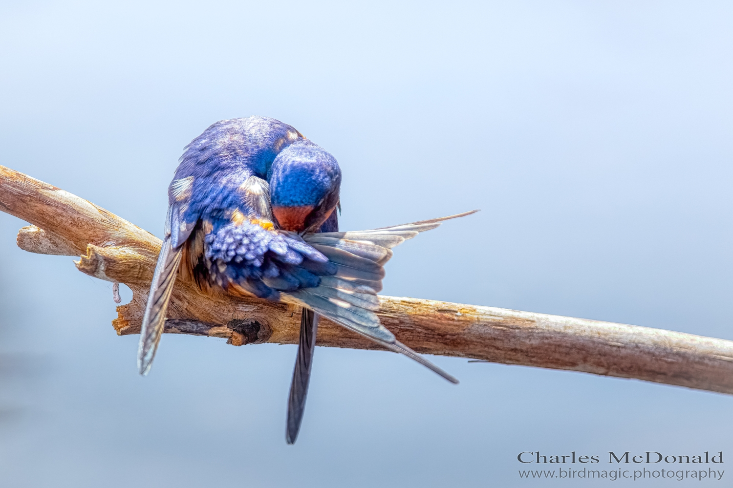 Barn Swallow