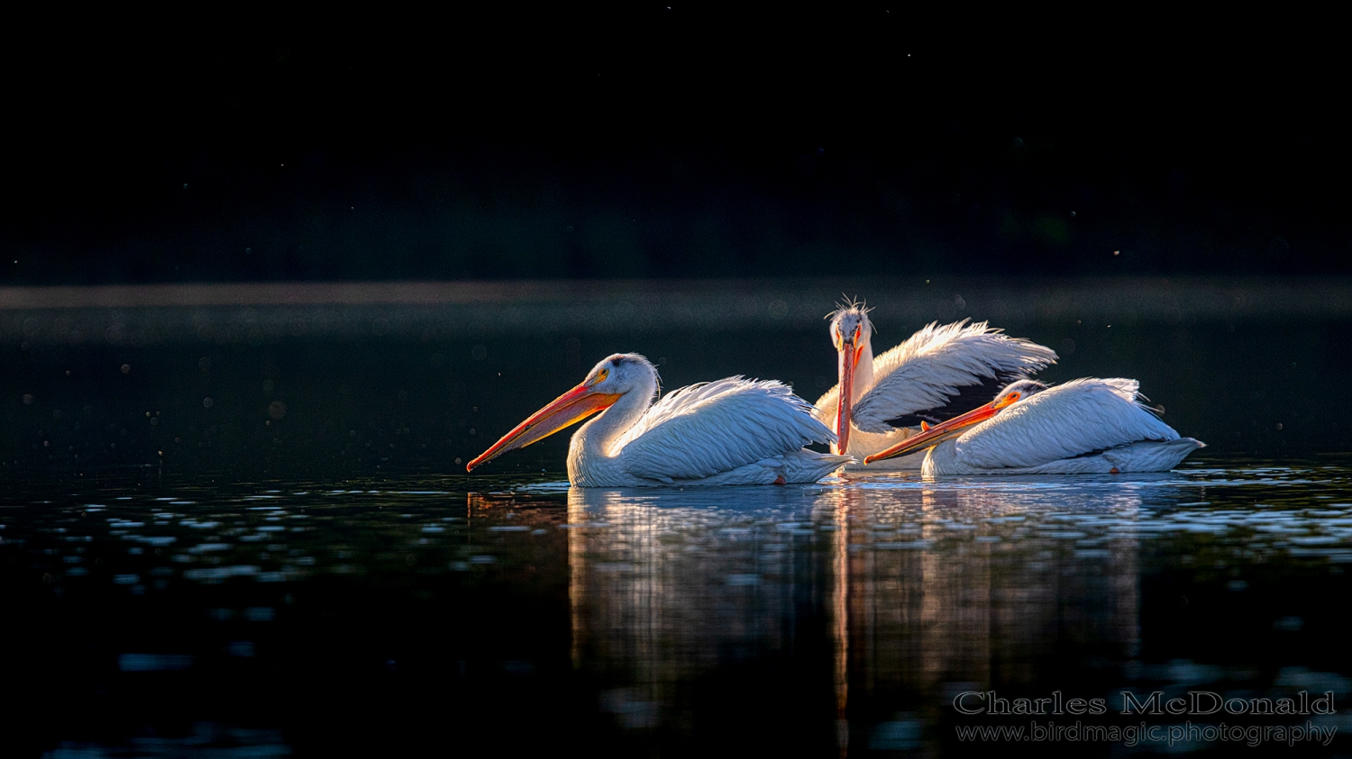 American White Pelican