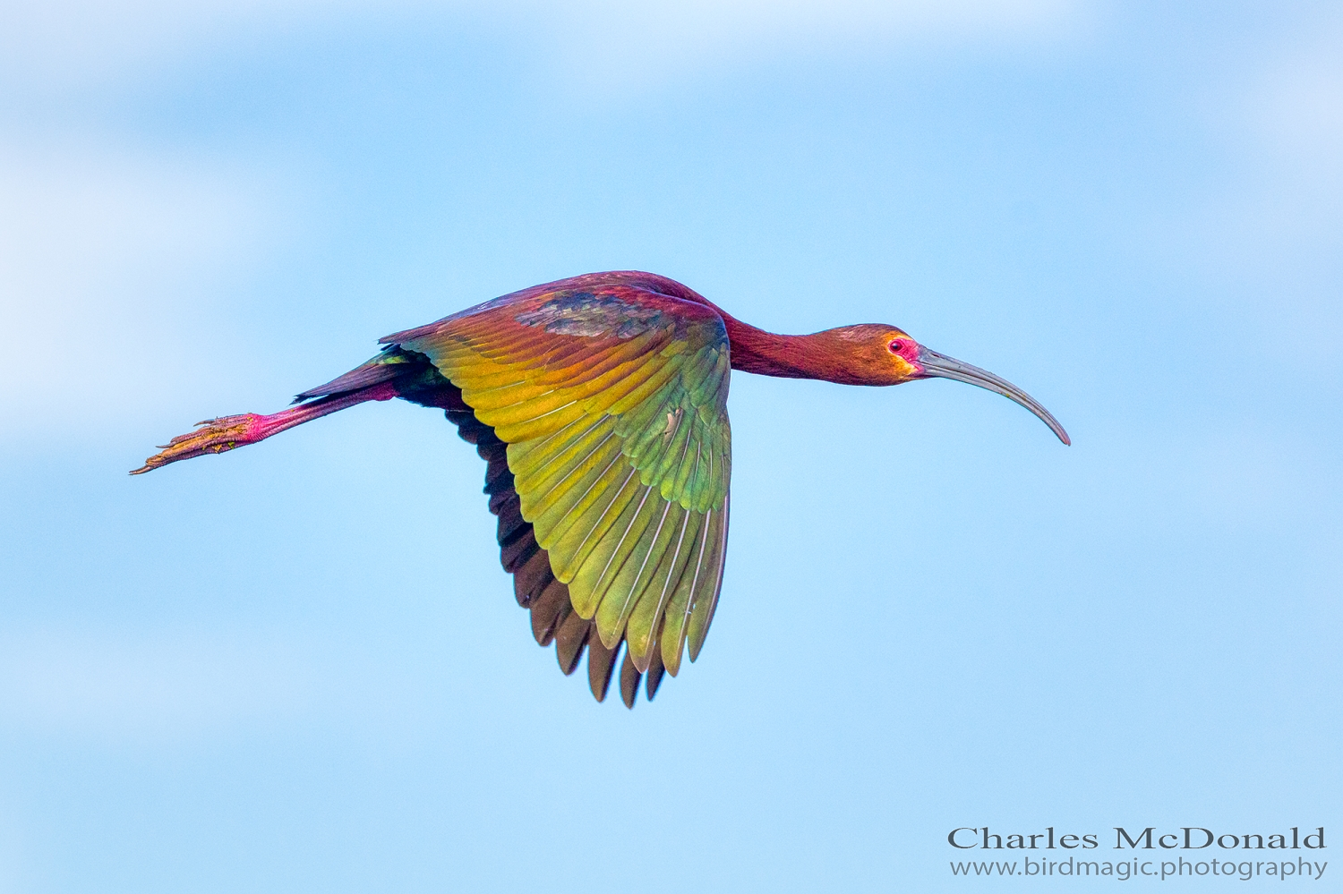 White-faced Ibis