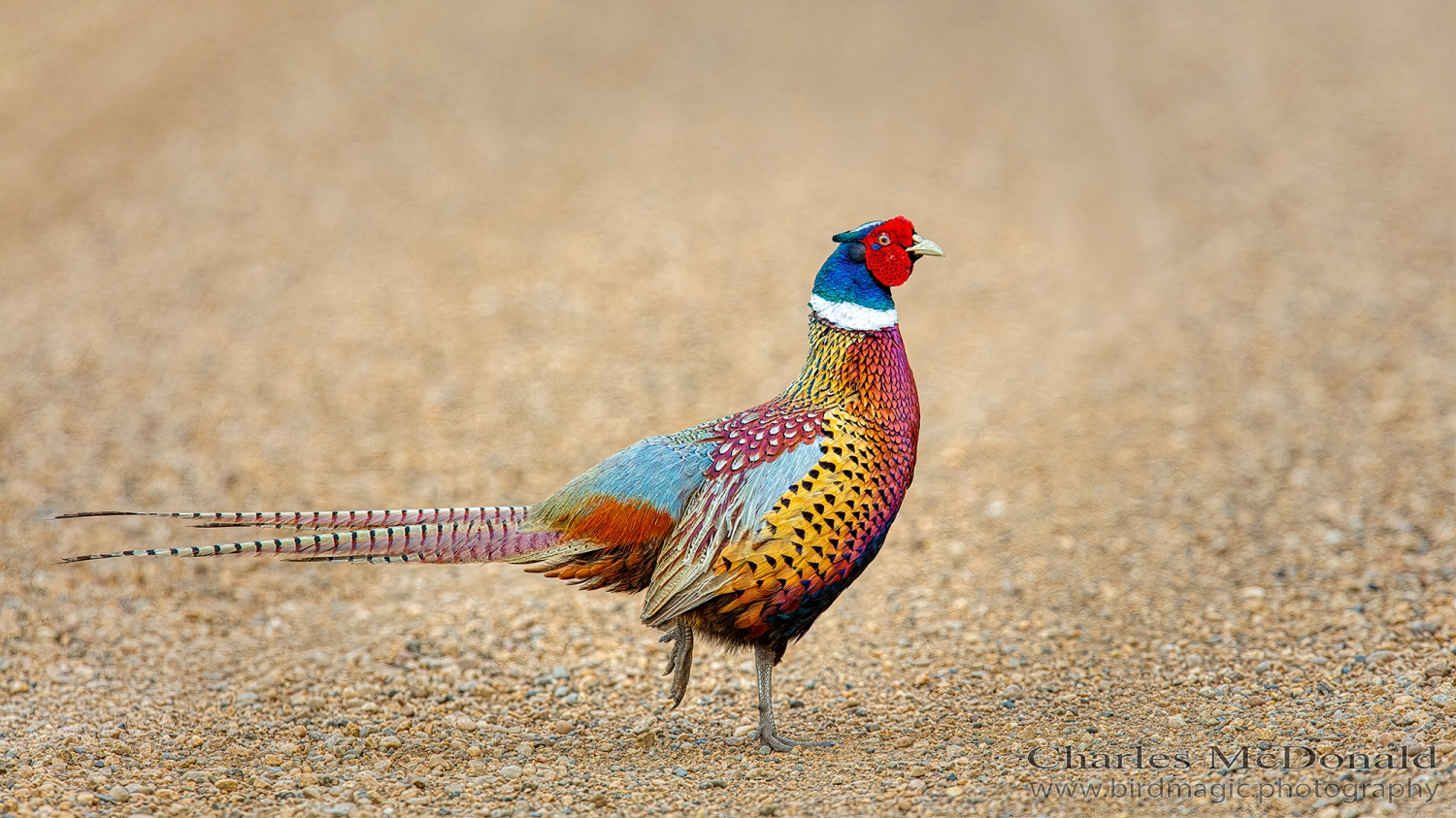 Ring-necked Pheasant