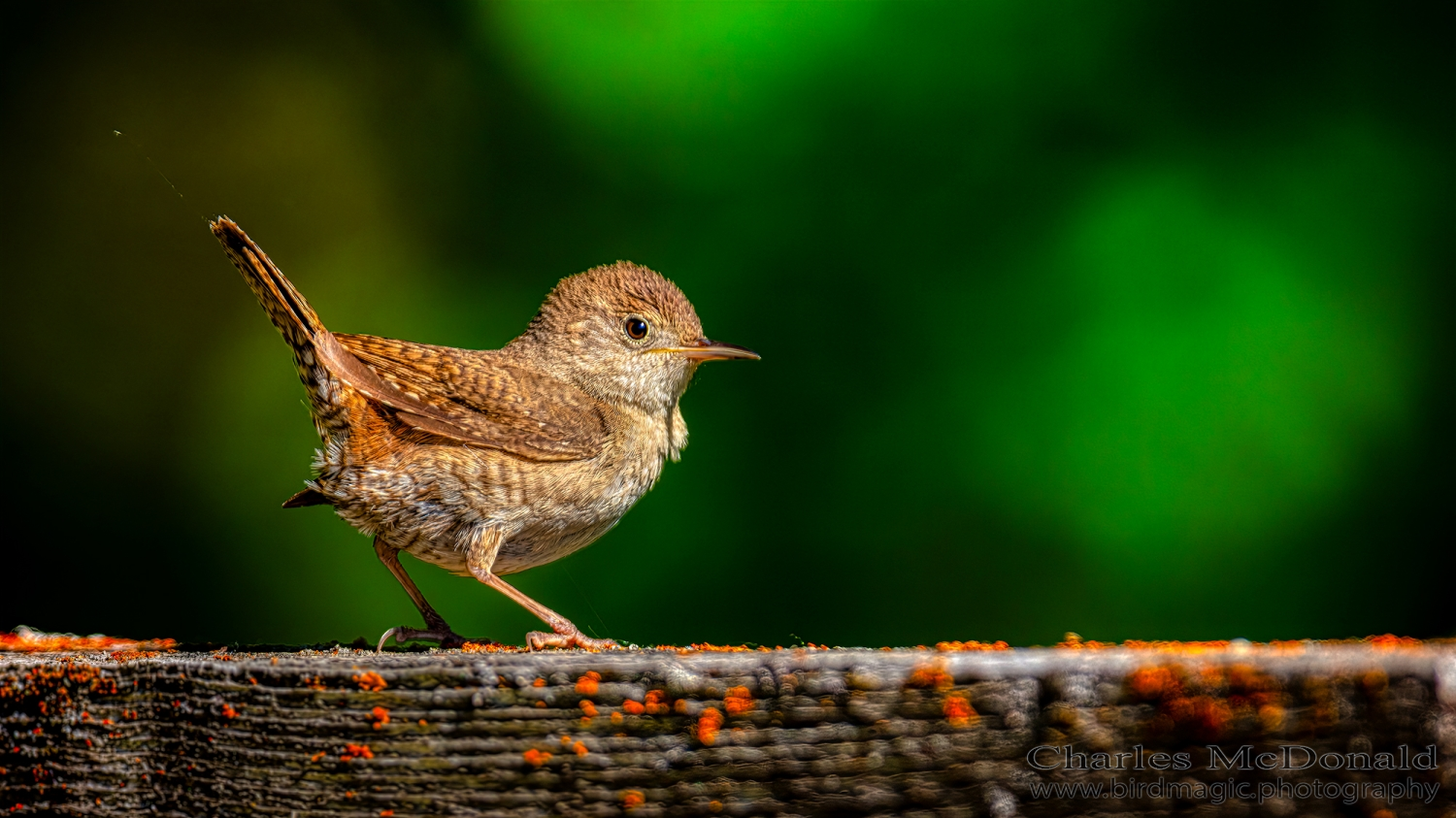 House Wren