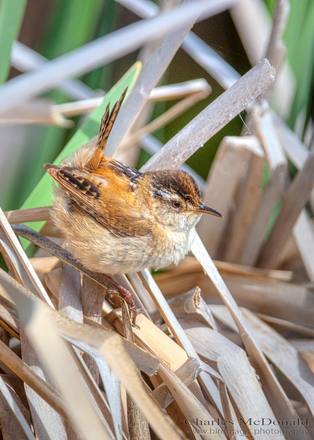 Marsh Wren