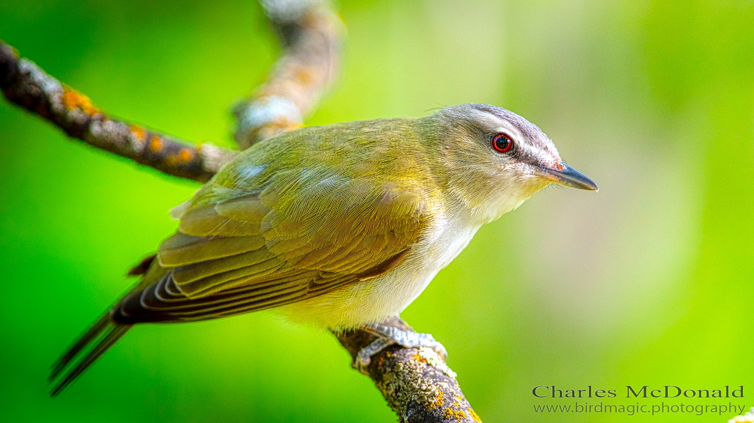 Red-eyed Vireo