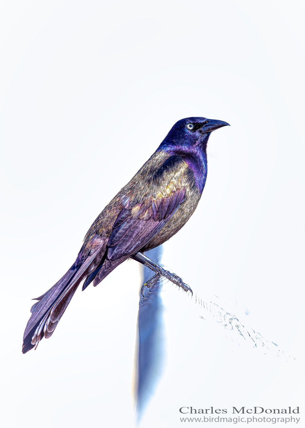 Common Grackle