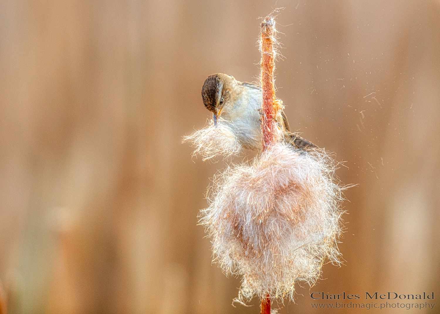 Marsh Wren