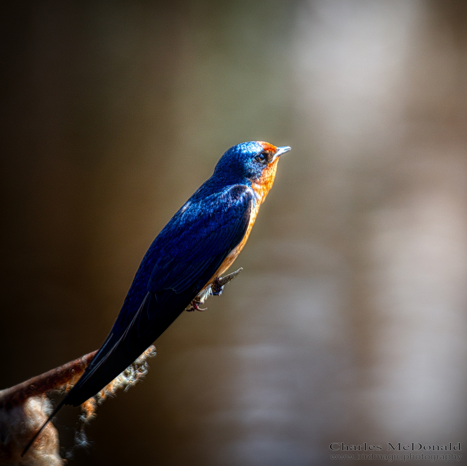 Barn Swallow