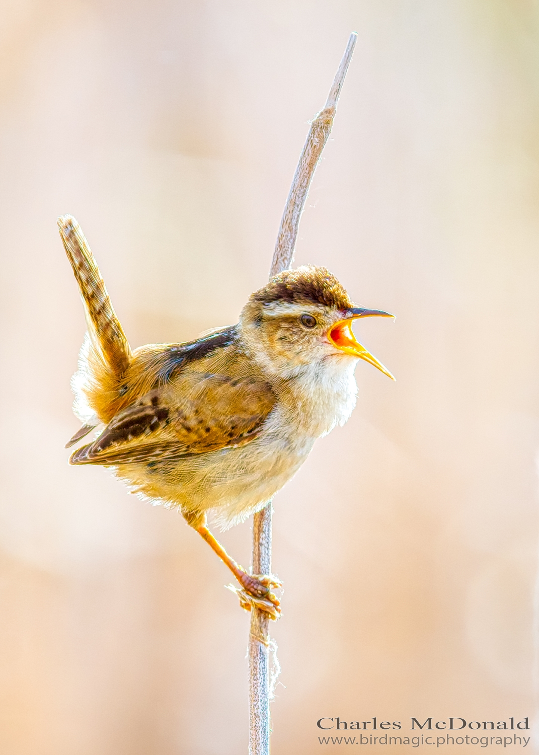 Marsh Wren