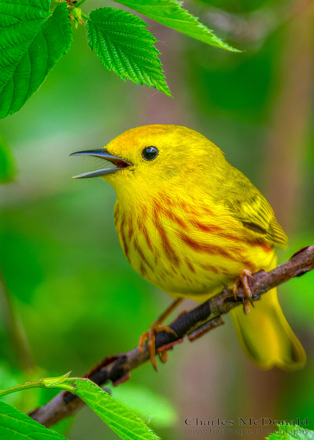 Yellow Warbler