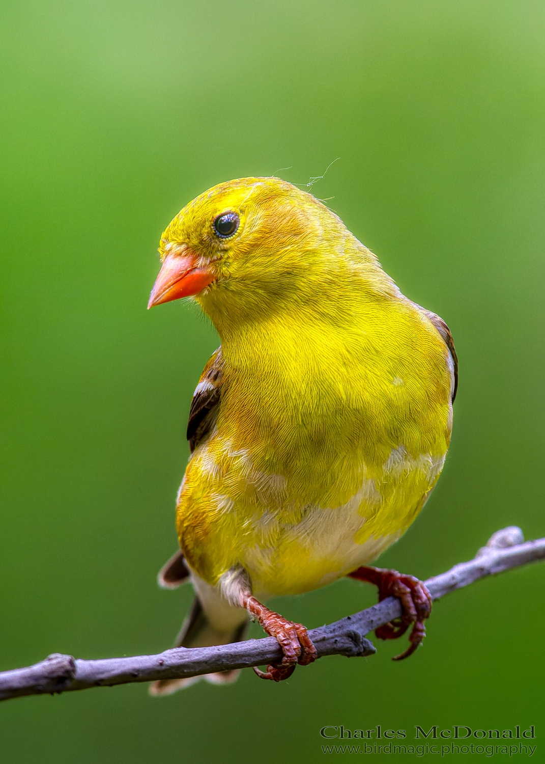 American Goldfinch