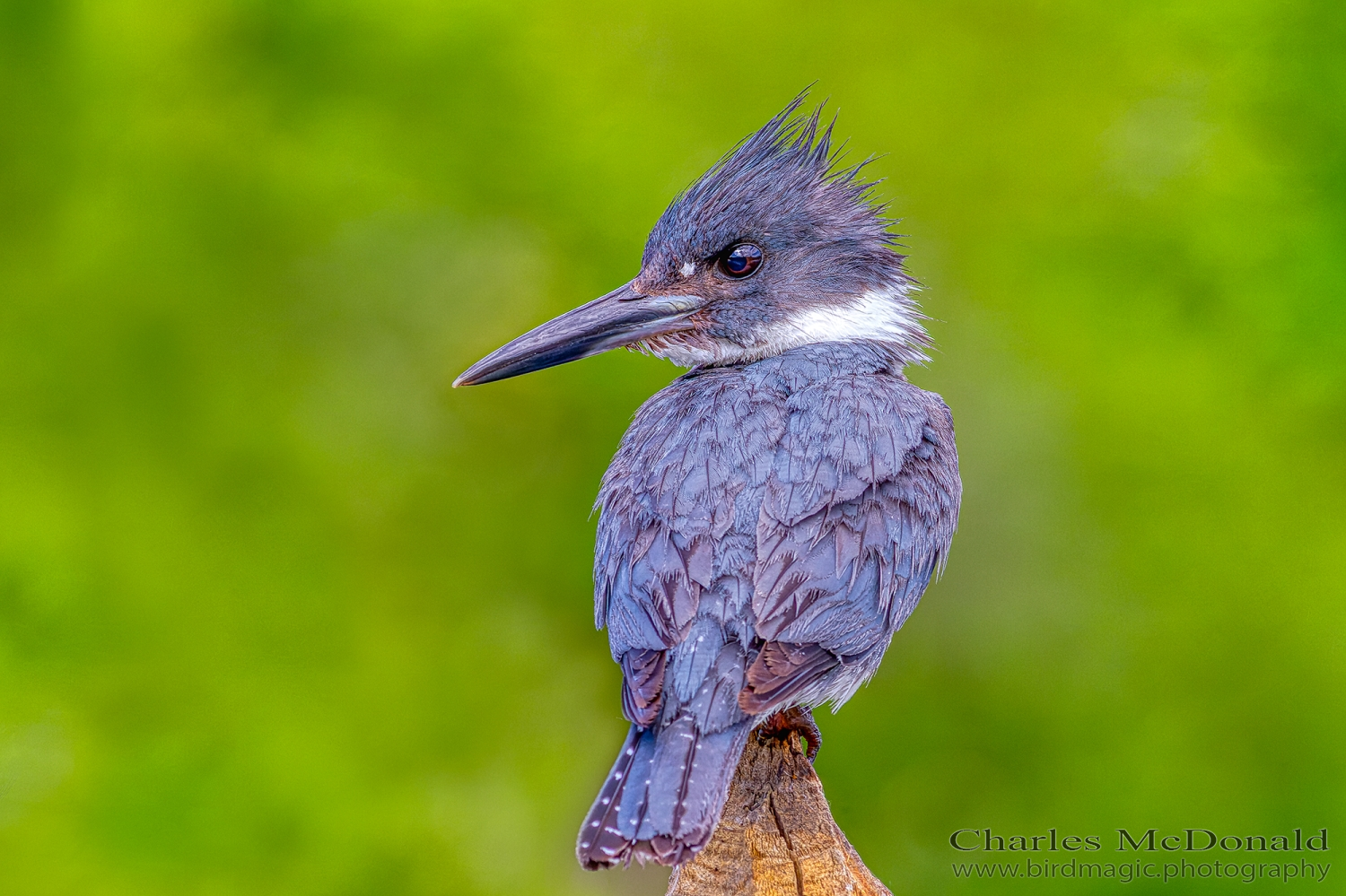 Belted Kingfisher