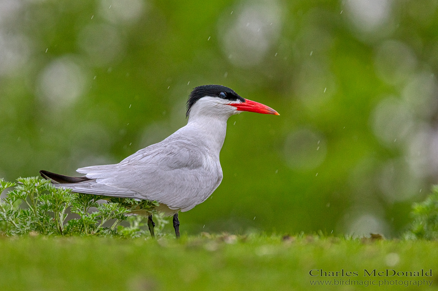 Caspian Tern