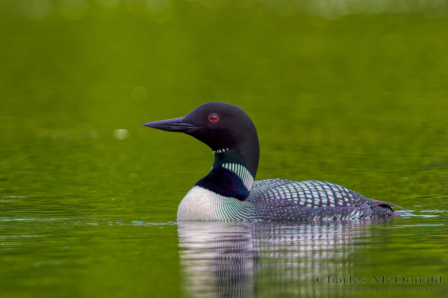 Common Loon