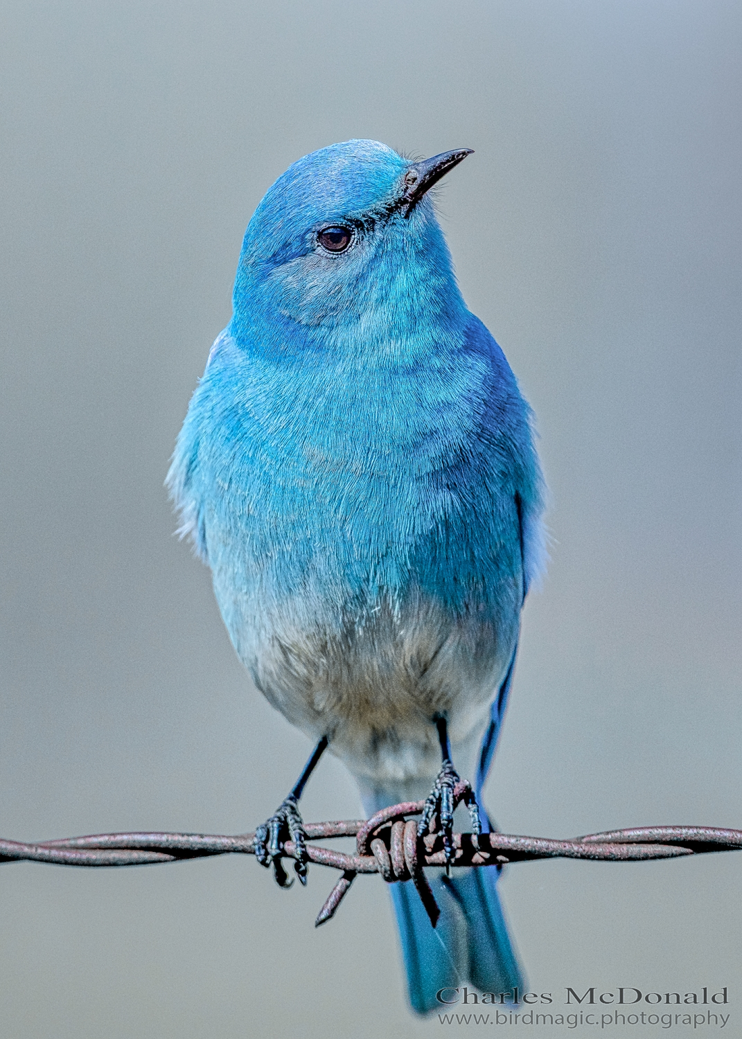 Mountain Bluebird