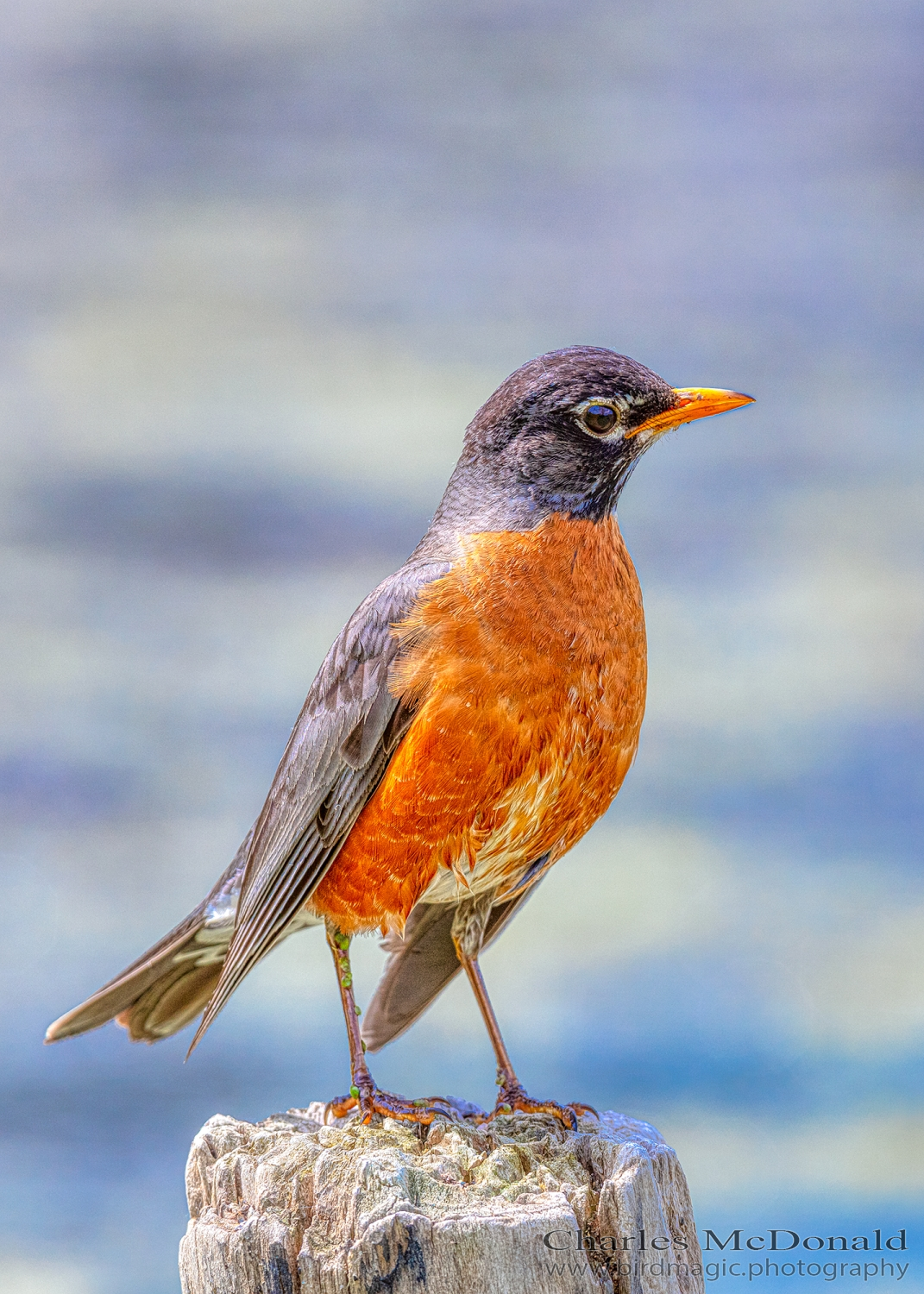 American Robin