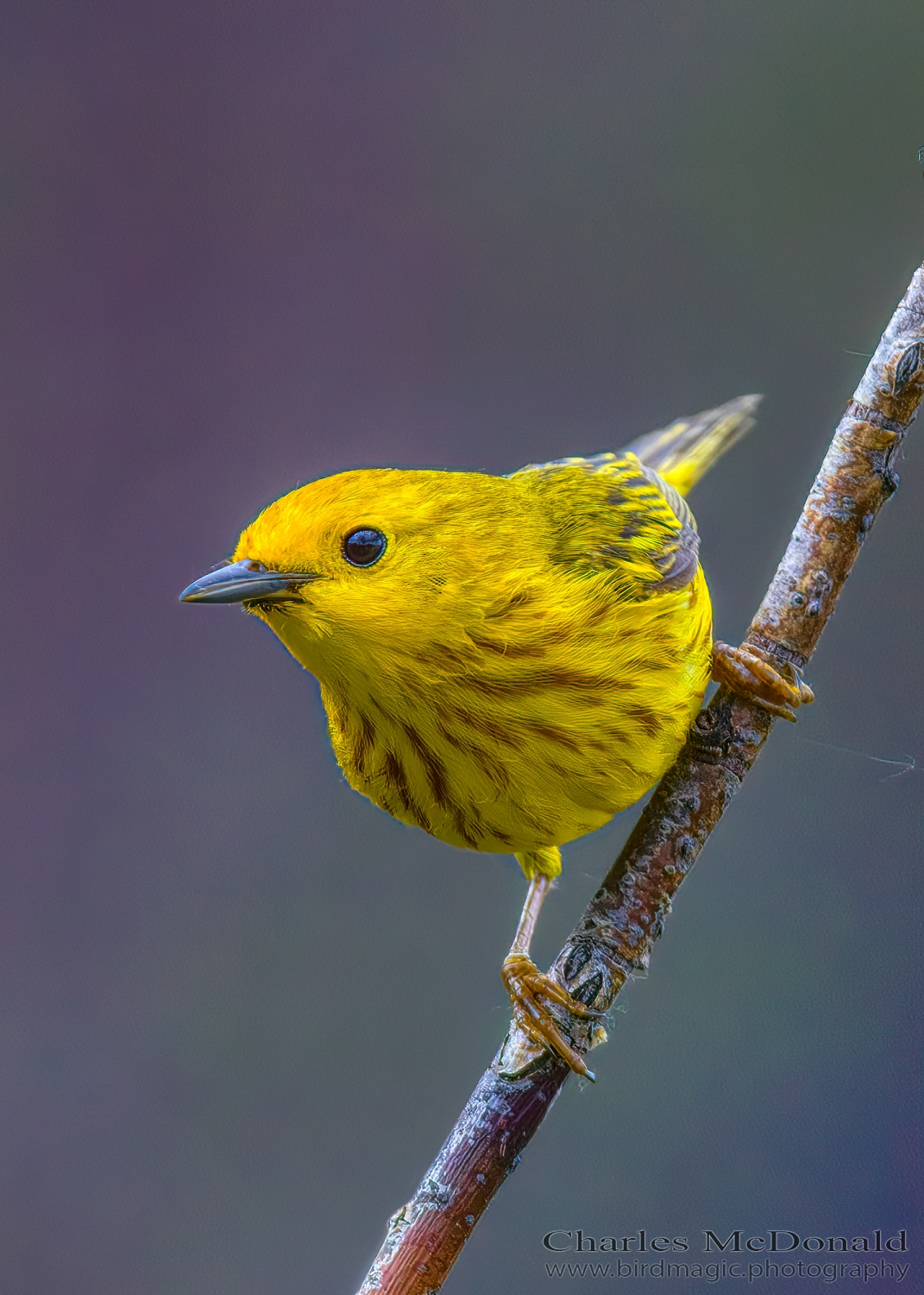 Yellow Warbler