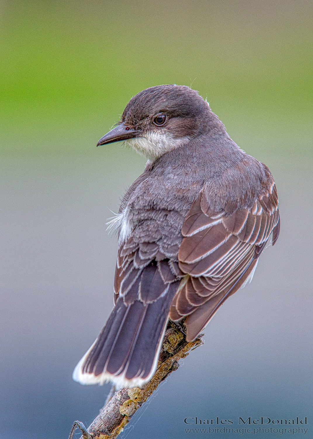 Eastern Kingbird