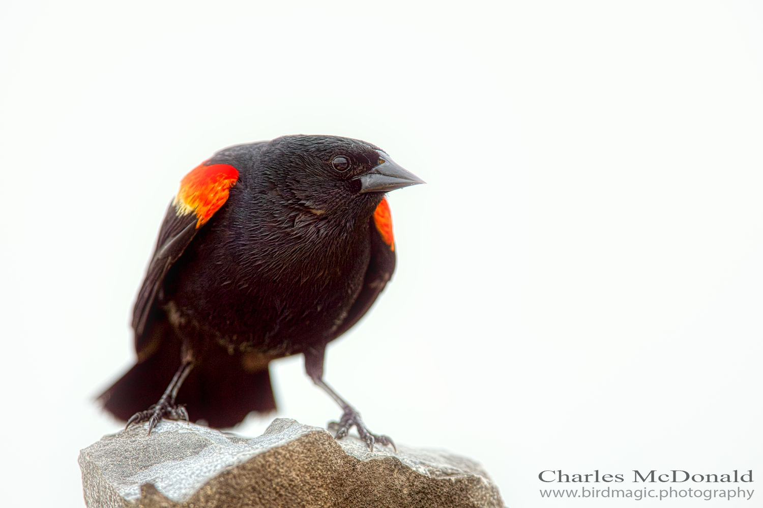 Red-winged Blackbird