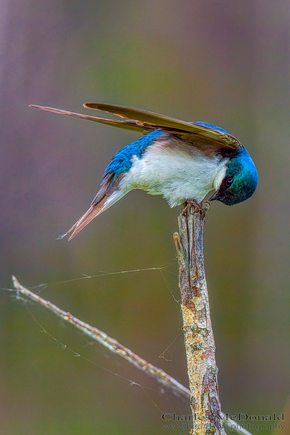 Tree Swallow