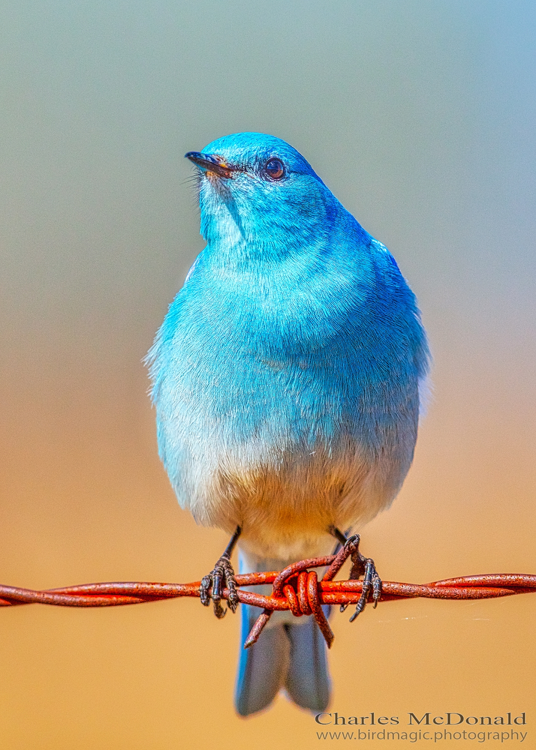 Mountain Bluebird