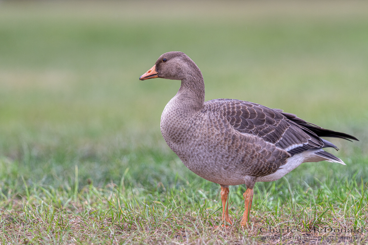 Greater White-fronted Goose