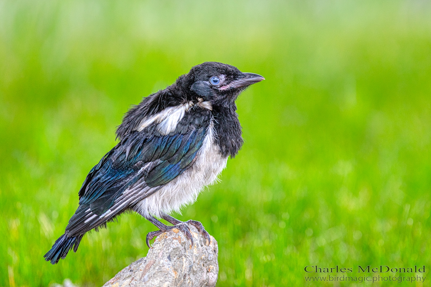 Black-billed Magpie