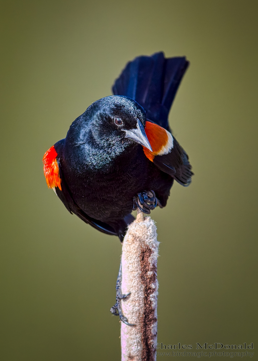 Red-winged Blackbird