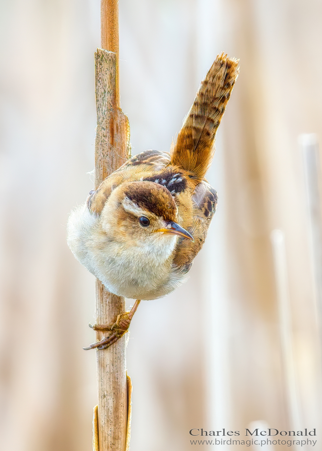 Marsh Wren